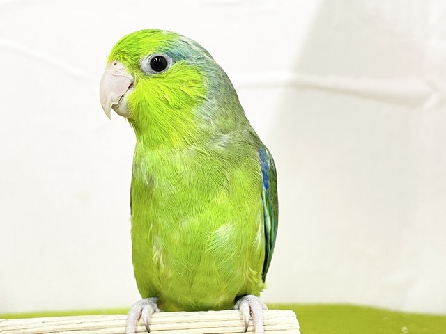 【最新画像更新】グリーンカラーのマメちゃんがやってきました✨💚✨💚✨💚　マメルリハ（ノーマル）男のコ