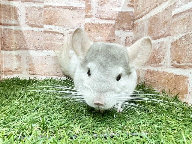 チンチラ