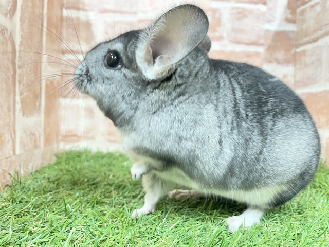 チンチラ