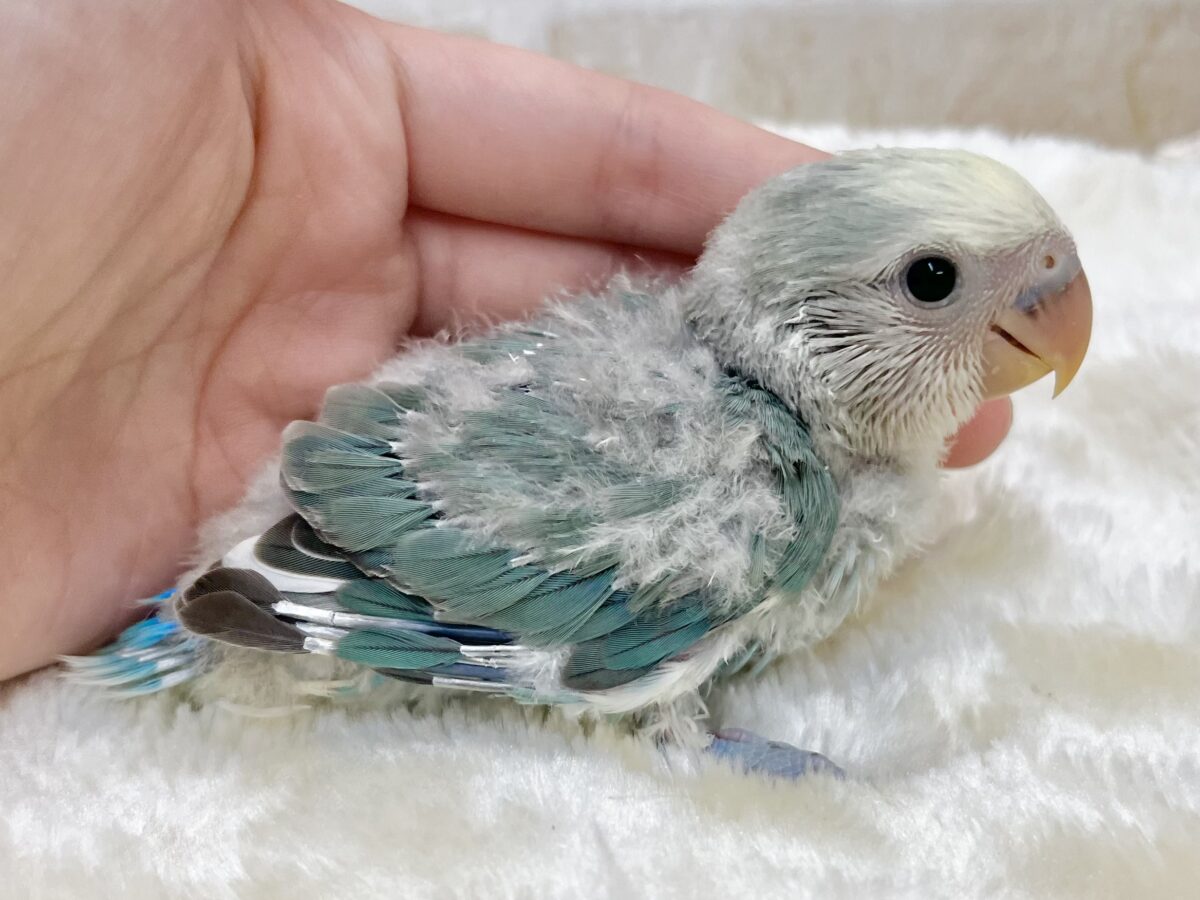 コザクラインコ（小桜インコ）