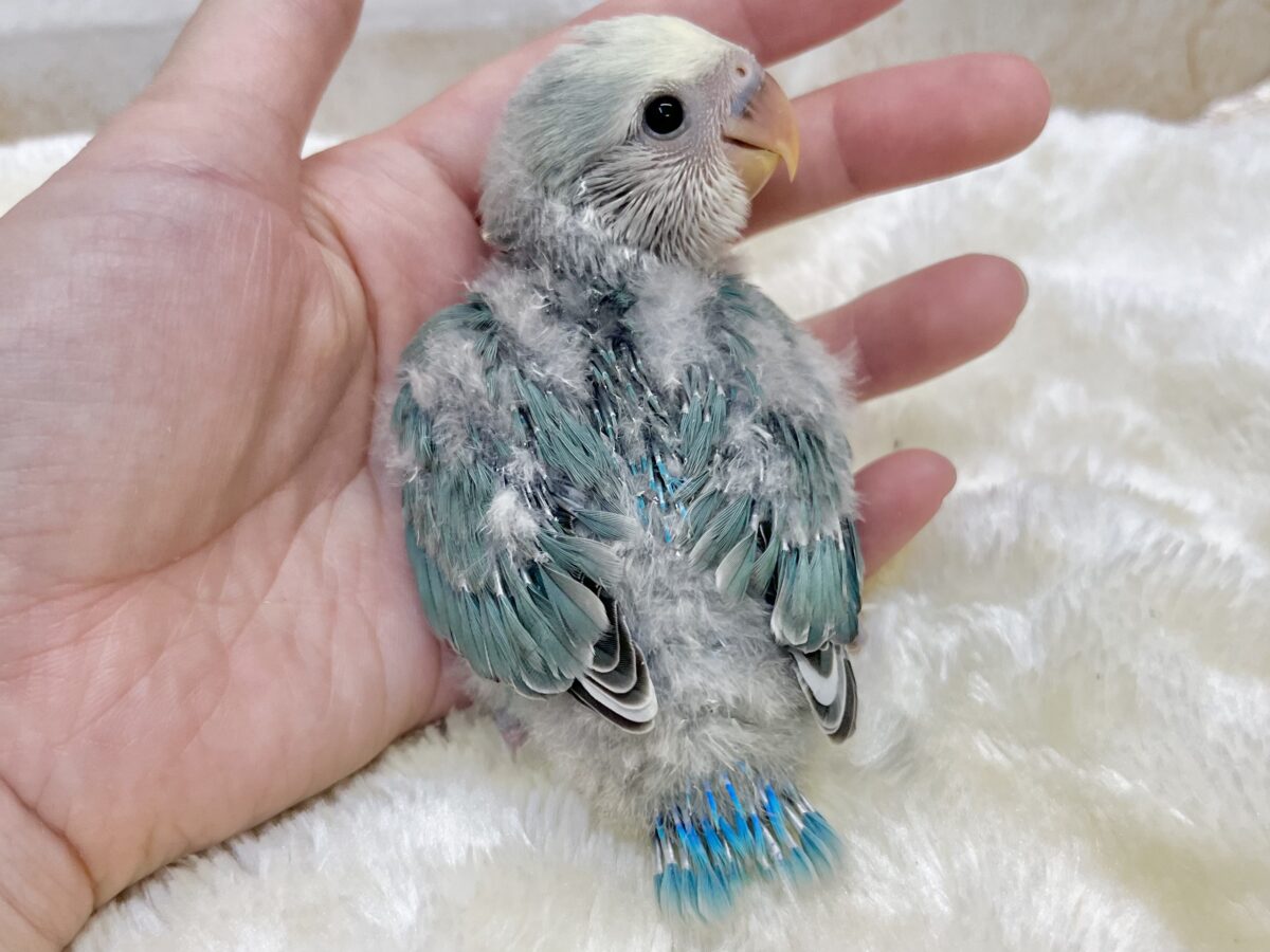 コザクラインコ（小桜インコ）