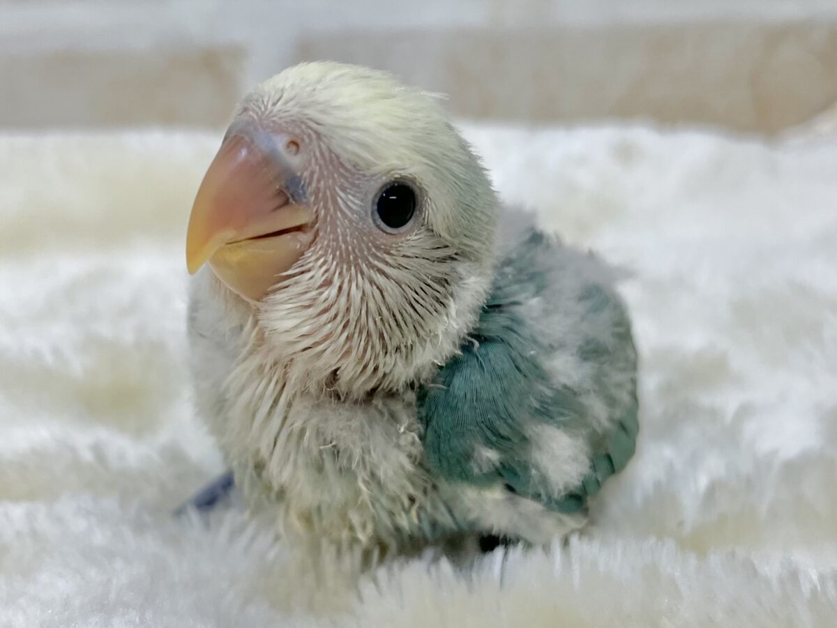 コザクラインコ（小桜インコ）
