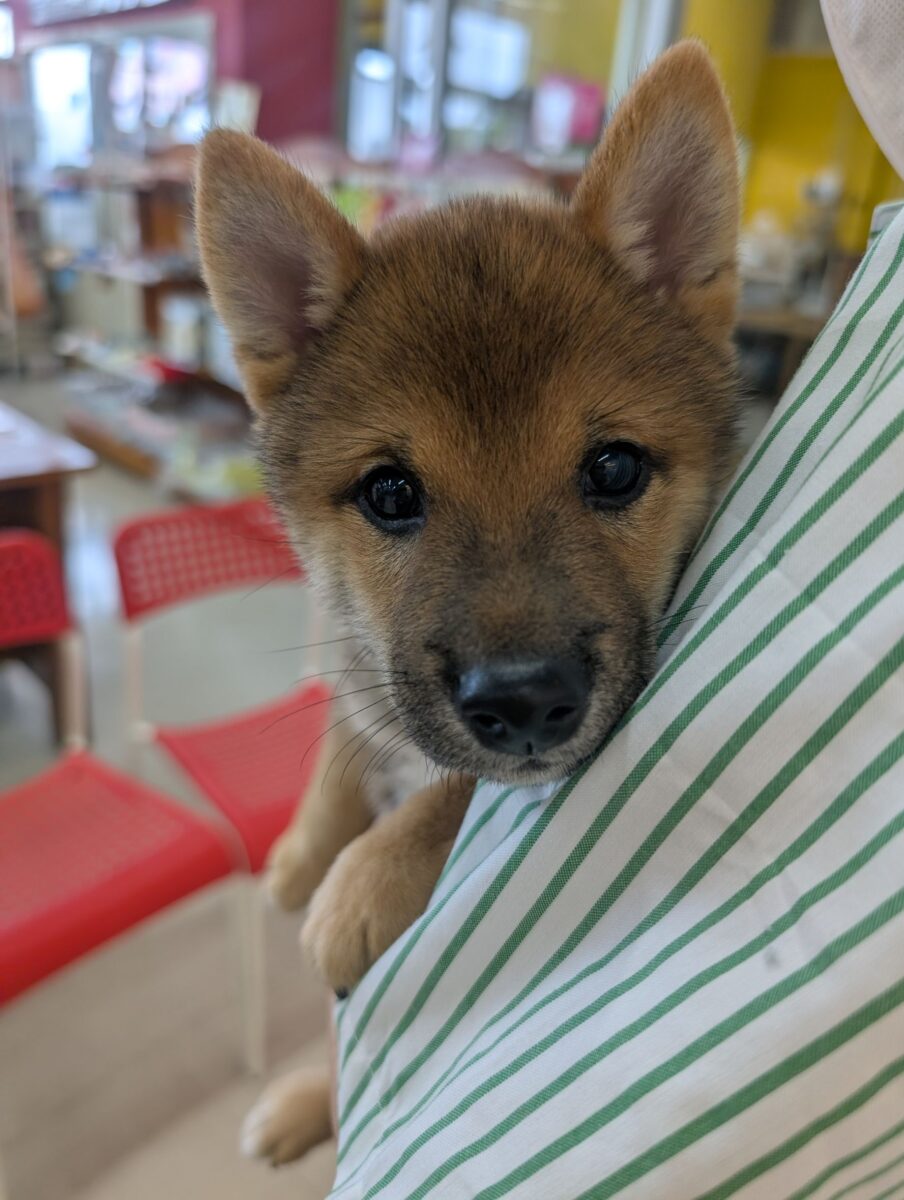 最新画像更新！！どすこい！かりんとうBOY🎵　豆柴犬の男のコ　2026/7/1撮影