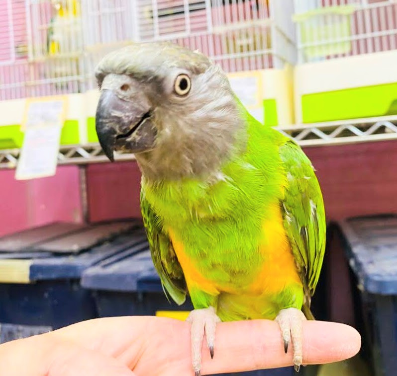 鳥好き必見!💖鳥乱祭💖始動!! 説明画像です