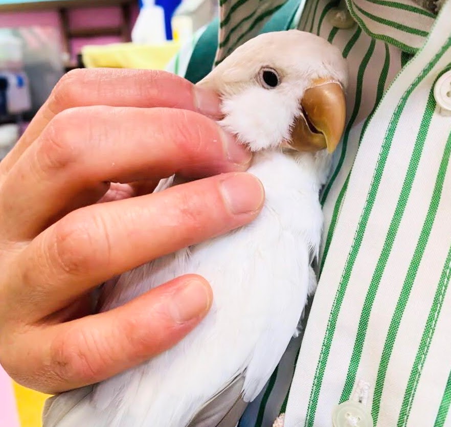 鳥好き必見!💖鳥乱祭💖始動!! 説明画像です