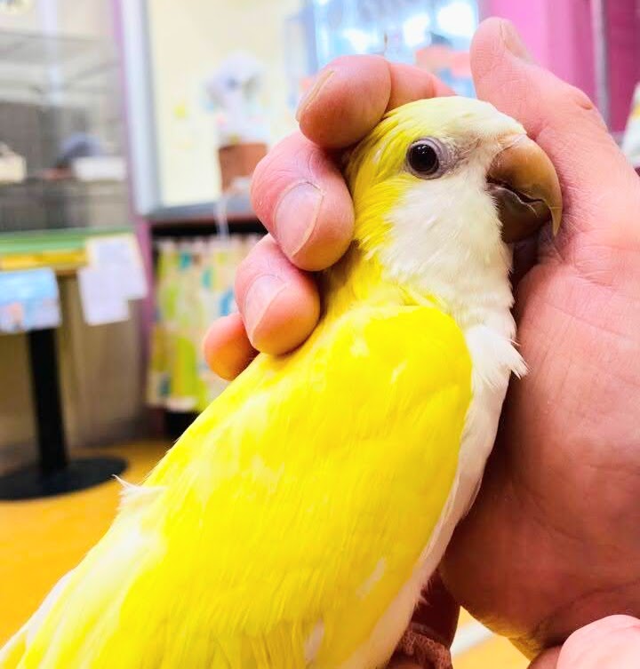 鳥好き必見!💖鳥乱祭💖始動!! 説明画像です