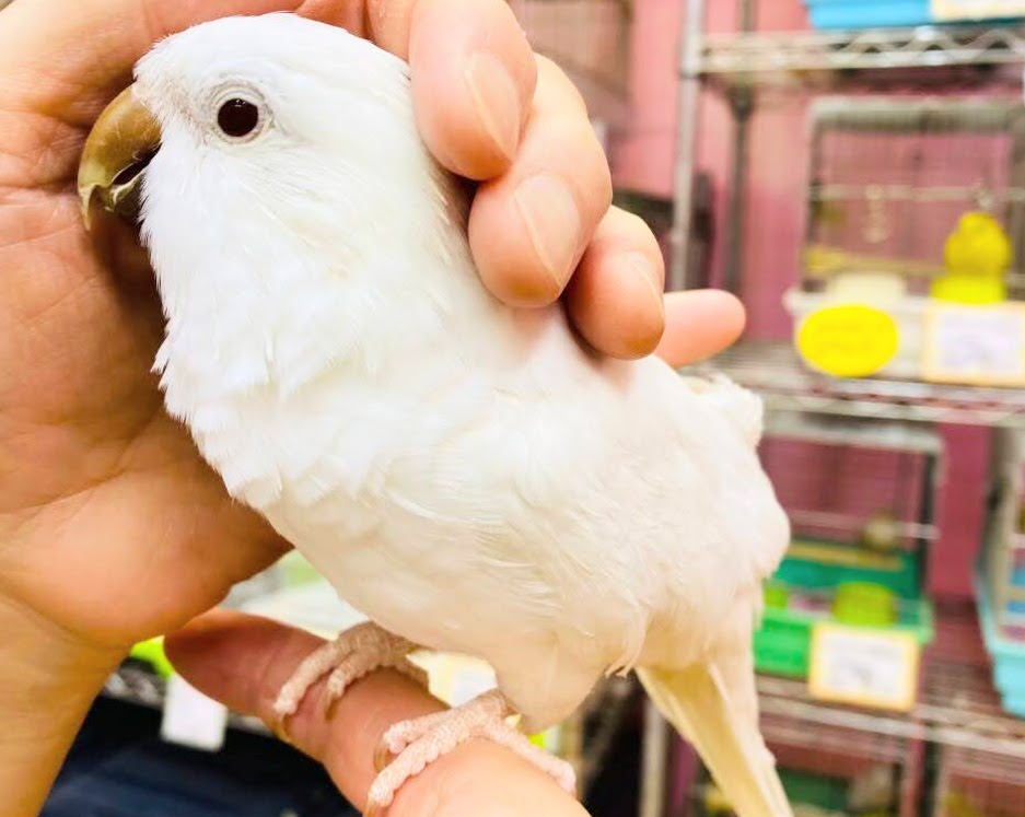 鳥好き必見!💖鳥乱祭💖始動!! 説明画像です