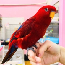 鳥好き必見！💖鳥乱祭💖始動！！