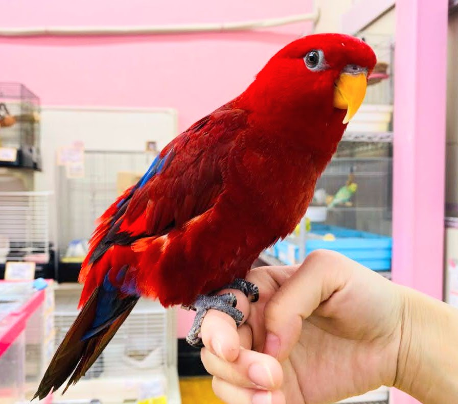 鳥好き必見!💖鳥乱祭💖始動!! 説明画像です