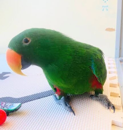 鳥好き必見!💖鳥乱祭💖始動!! 説明画像です