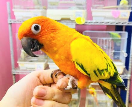 鳥好き必見!💖鳥乱祭💖始動!! 説明画像です