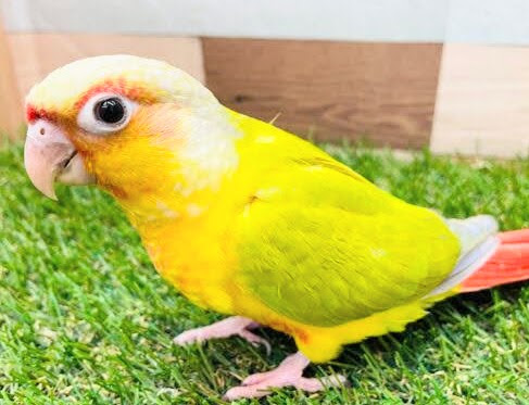 鳥好き必見!💖鳥乱祭💖始動!! 説明画像です