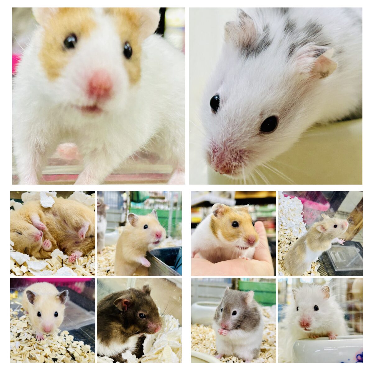 がっしり系のハムちゃんはお好きですか？？　ゴールデン系ハムスター
