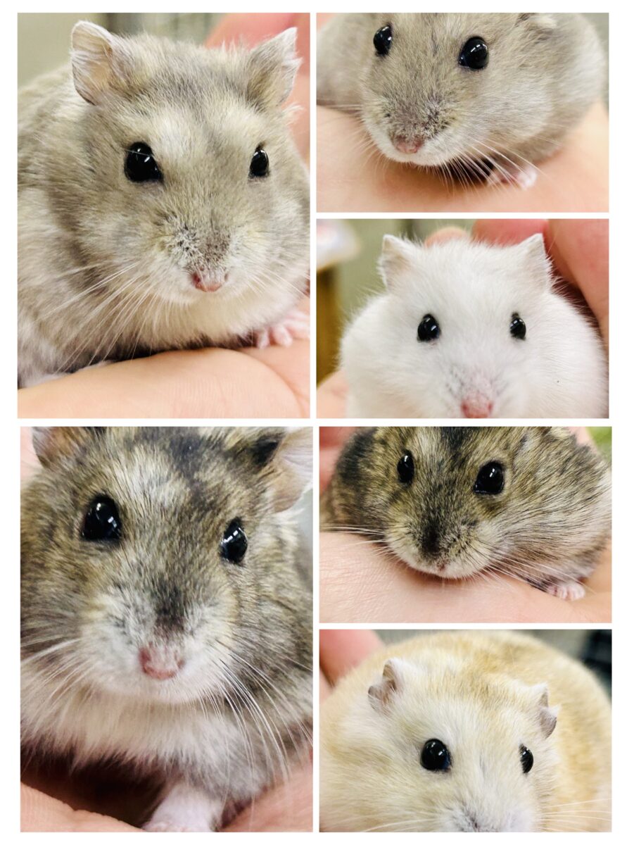 モチモチドワーフズ( *´艸｀)　ドワーフハムスター