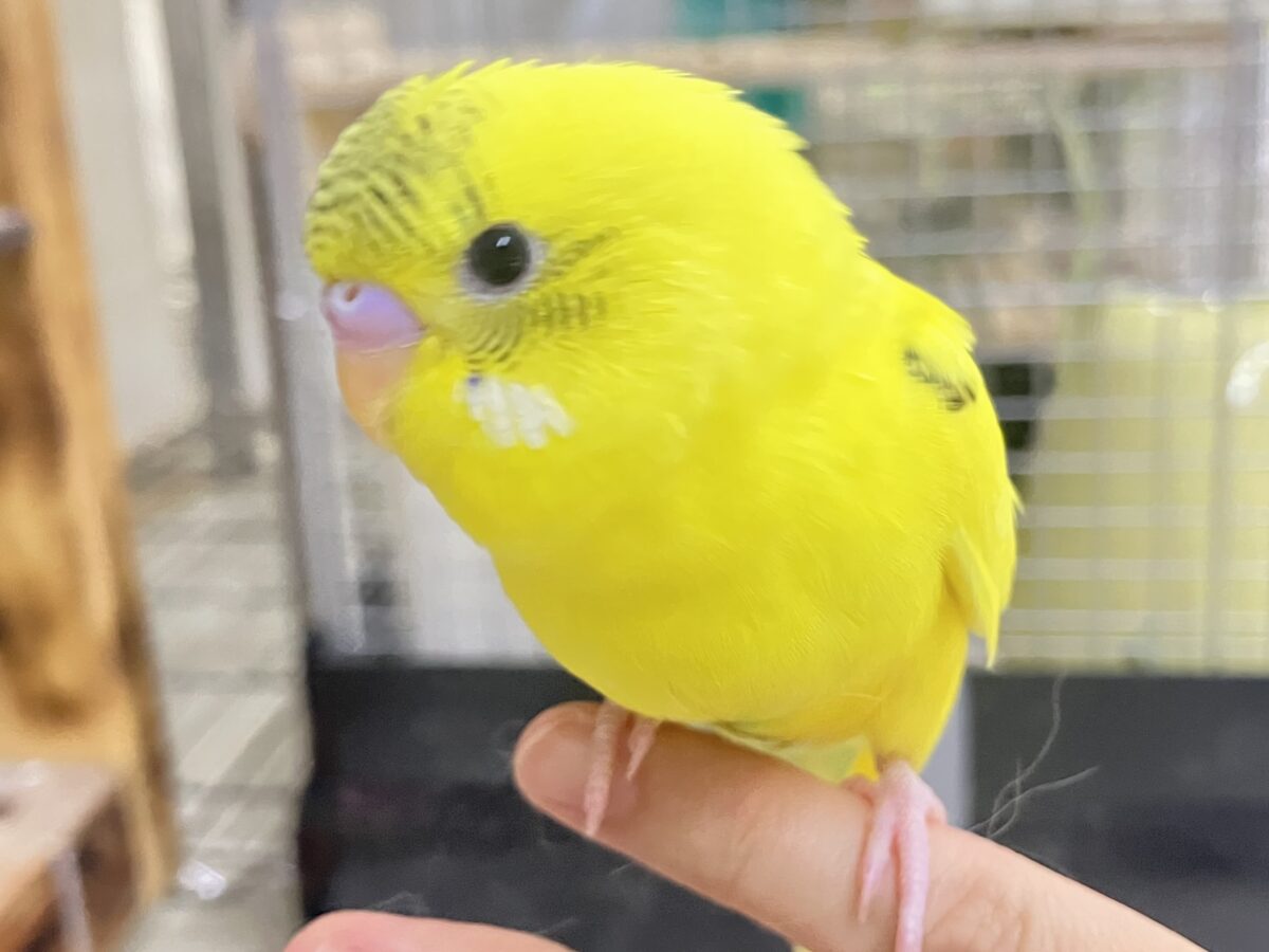 セキセイインコ
