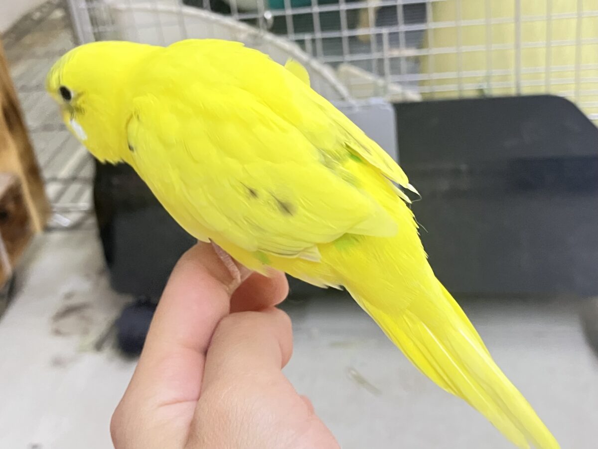セキセイインコ