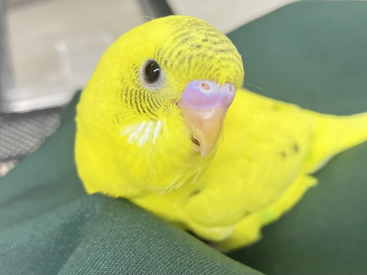✨最新画像✨今回はうすめシマシマ？？　セキセインコ③