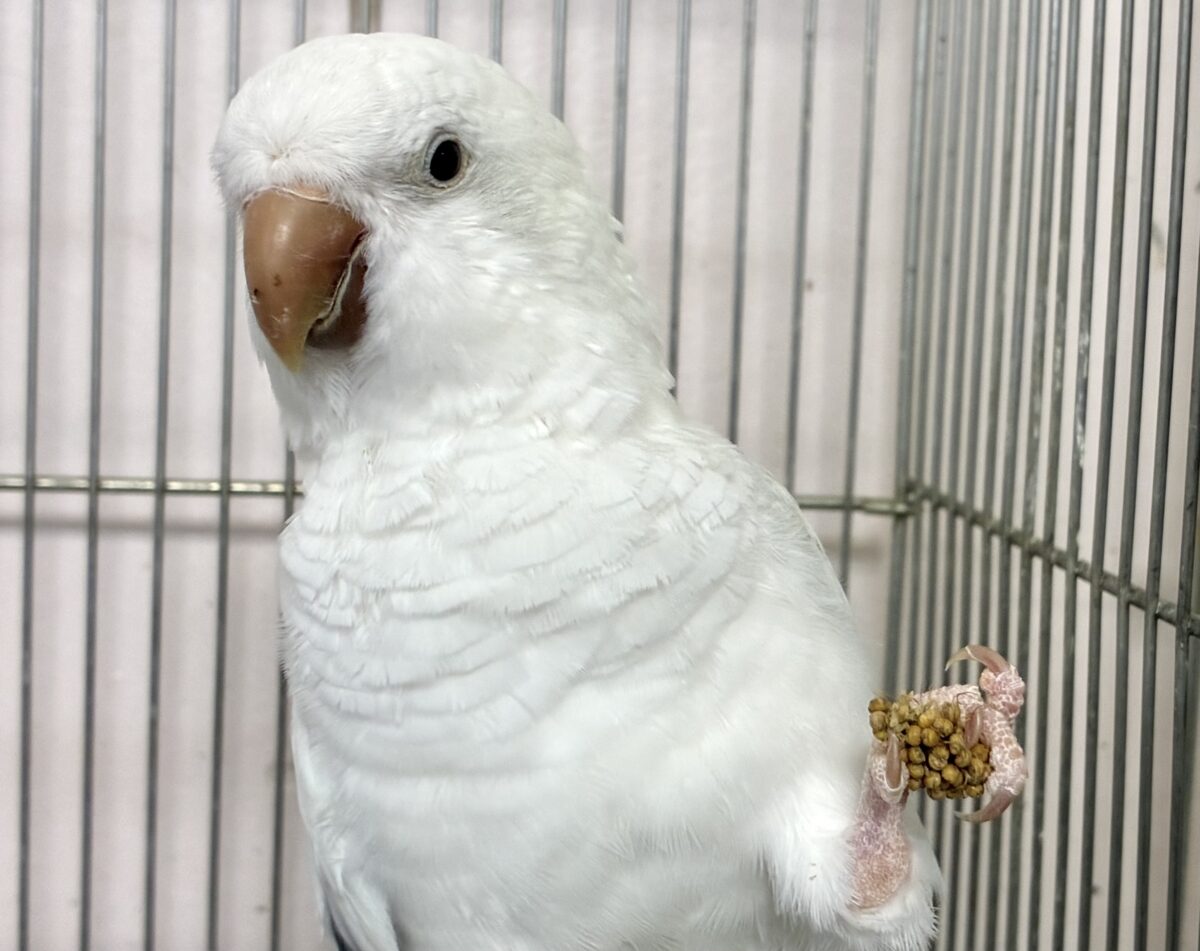 動画あり✨最新画像✨お喋りしちゃう？！オーロラちゃんです🌌✮*̣̩オキナインコ(ブルーパリドオパーリン/2025年5月生まれ)