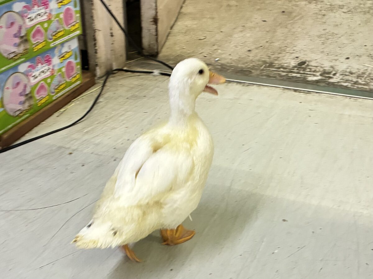 コールダック