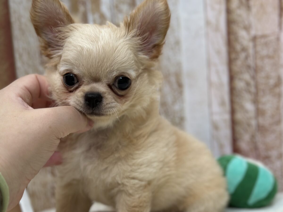 お腹ごろんなちーちゃん🤍ロングコートチワワ(クリーム&ホワイト)2026年5月2日生まれ 男の子 チワワ