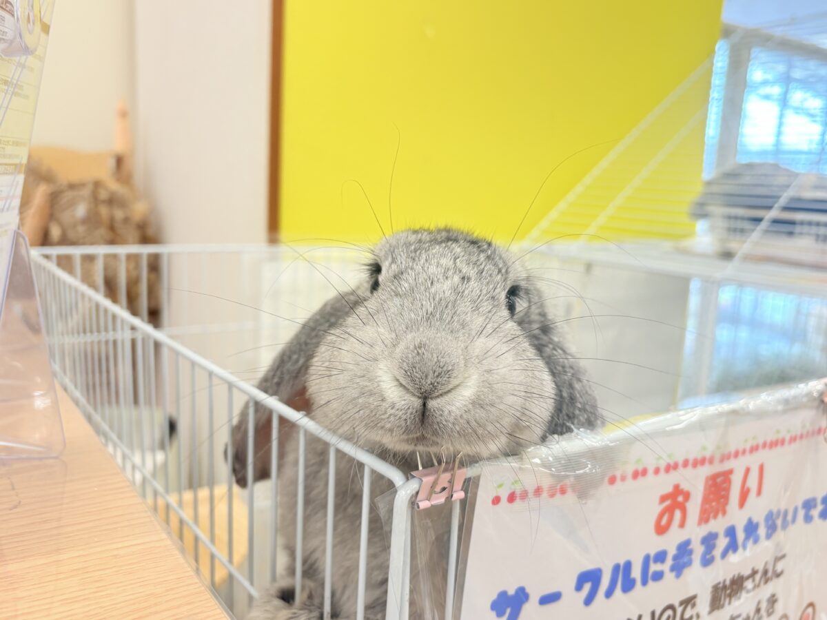 フレンチロップイヤー