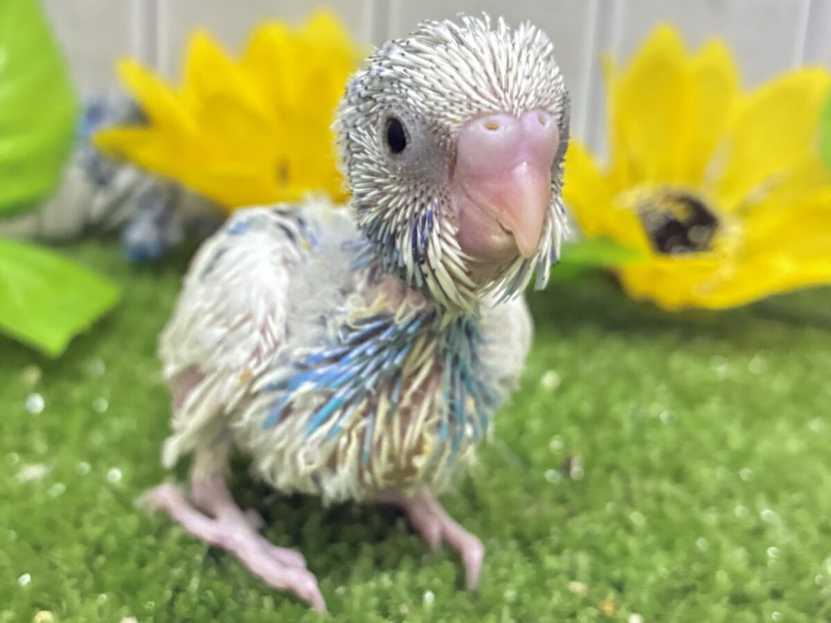 セキセイインコ