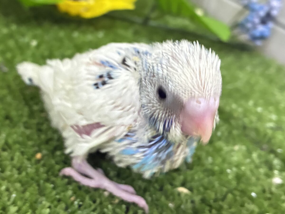 セキセイインコ