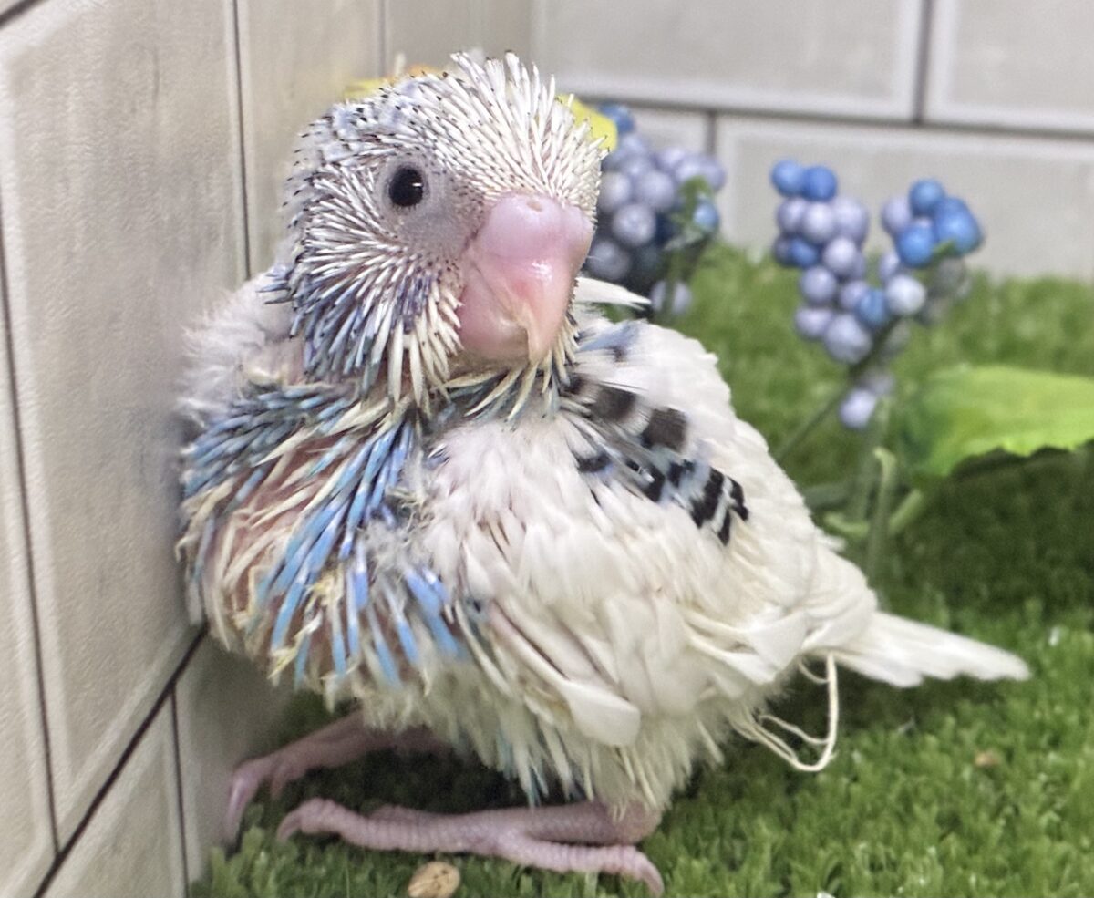 蒼が住んだ🦋 一羽のカモメ⌒(ё)⌒‎🤍セキセイインコ(ブルーパイド2026年7月生まれ)