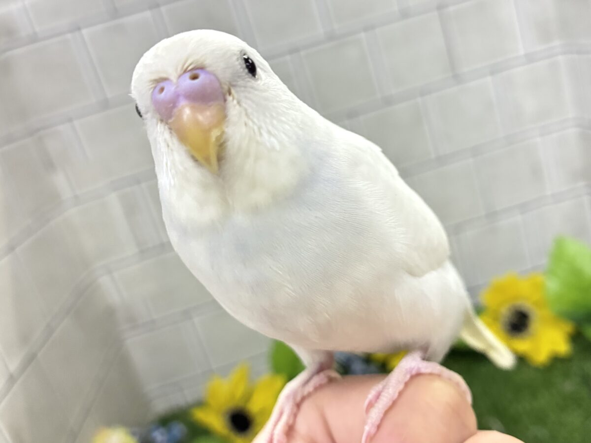 ✨最新画像✨まっしろボディの黒ゴマちゃん(*’ω’*)　セキセイインコ