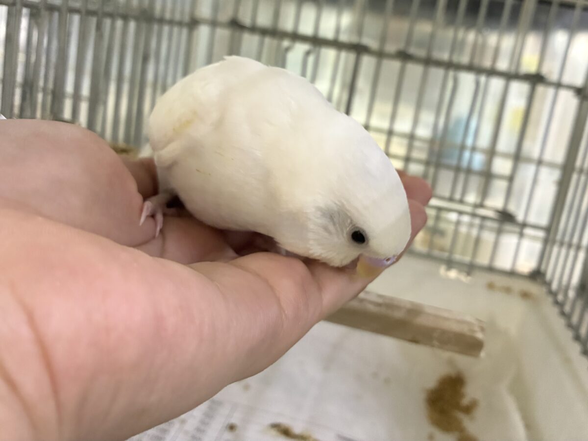 セキセイインコ