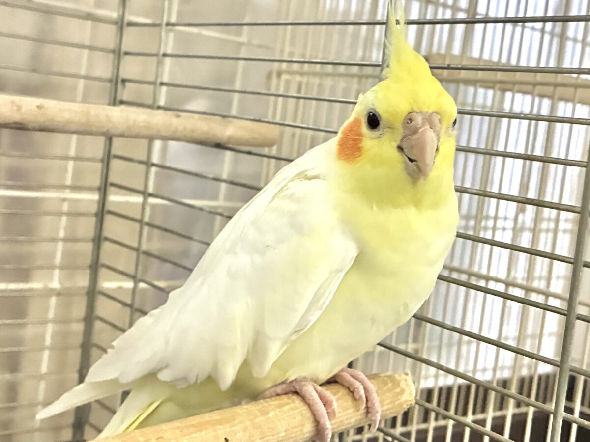 オカメインコ