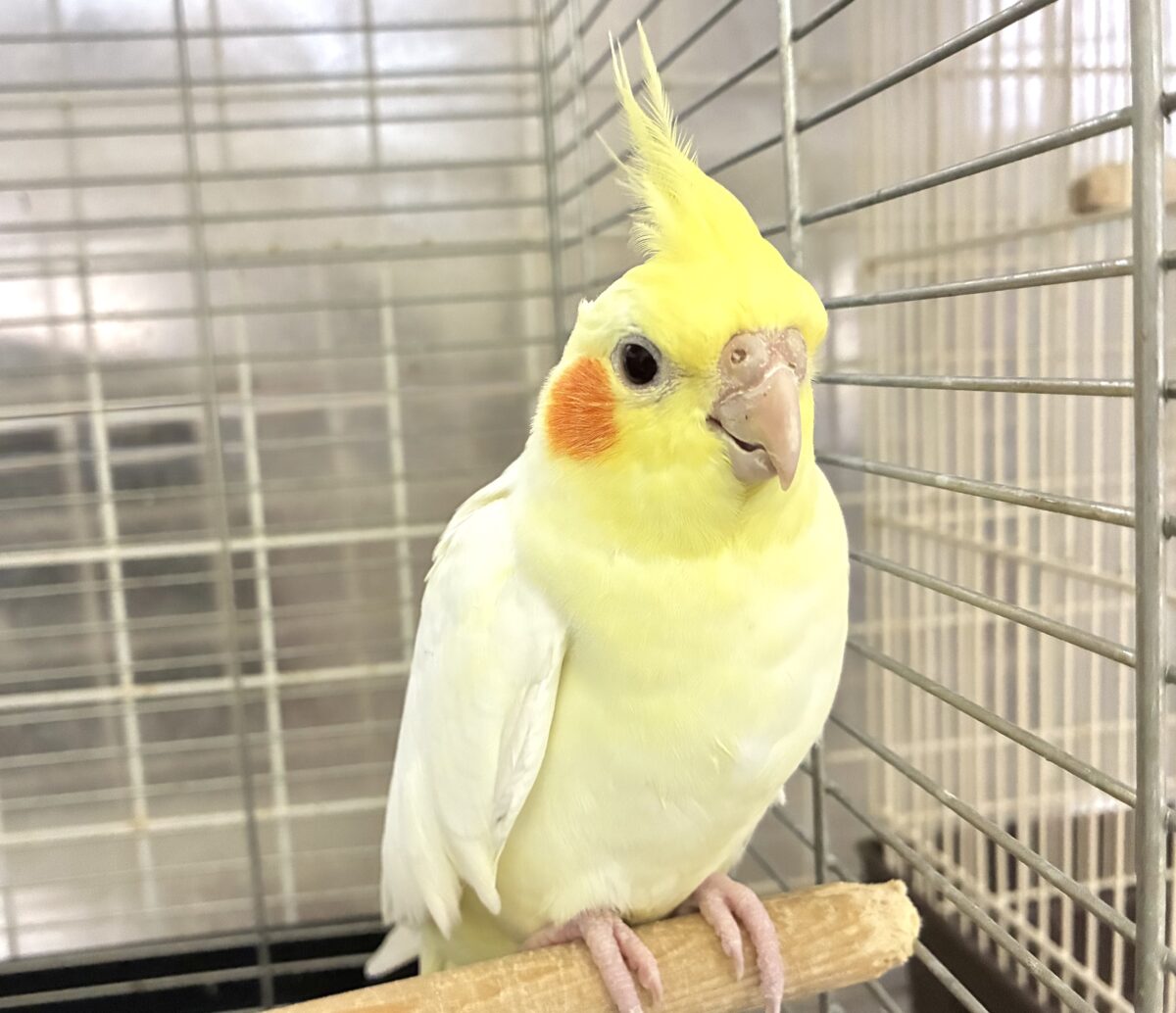 オカメインコ