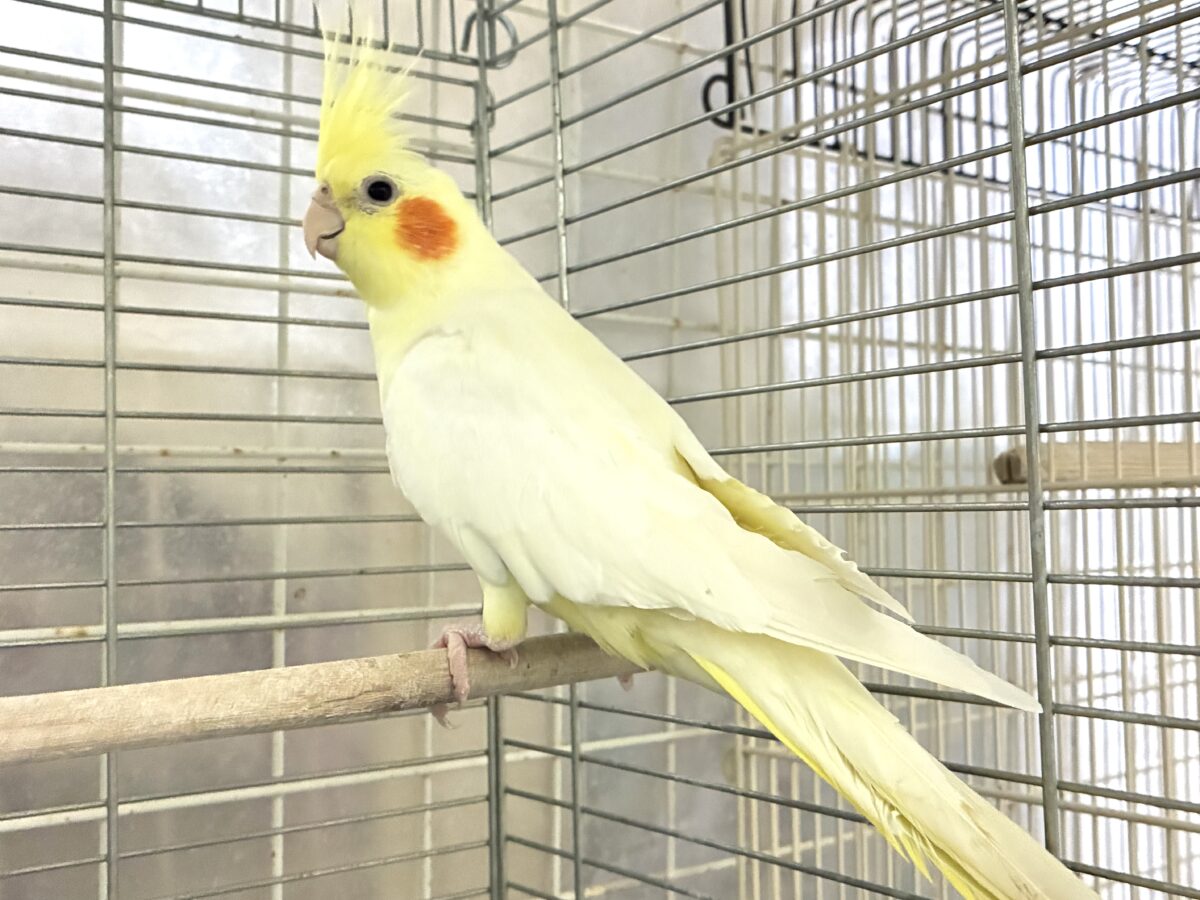 オカメインコ