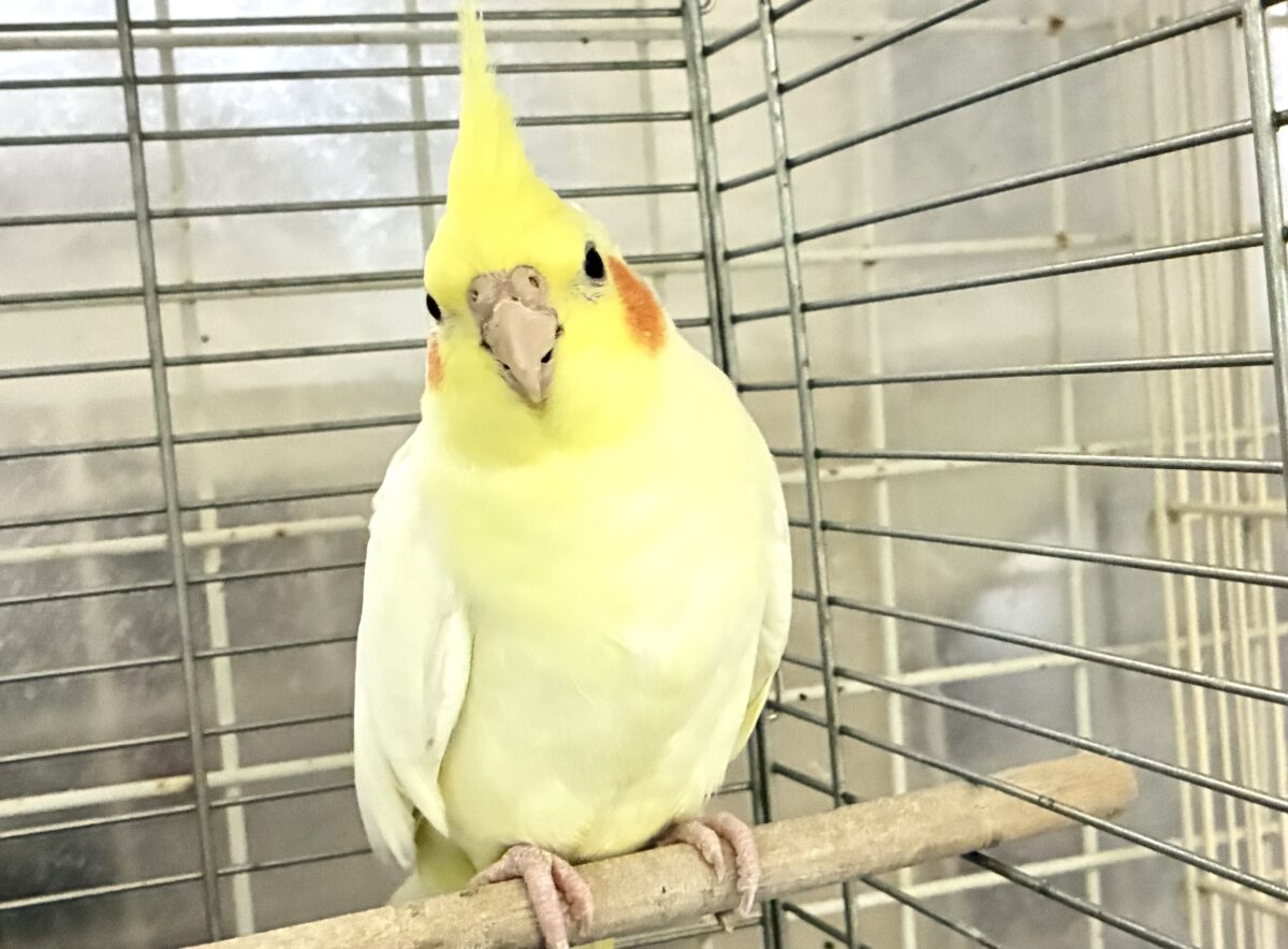 オカメインコ