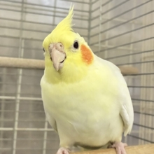 ✨最新画像✨むっちりビックバン！！　オカメインコ