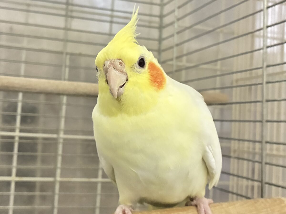 ✨最新画像✨むっちりビックバン！！　オカメインコ