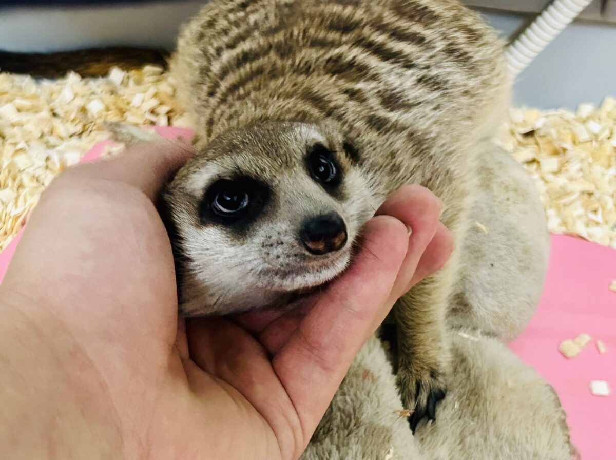 ミーアキャット
