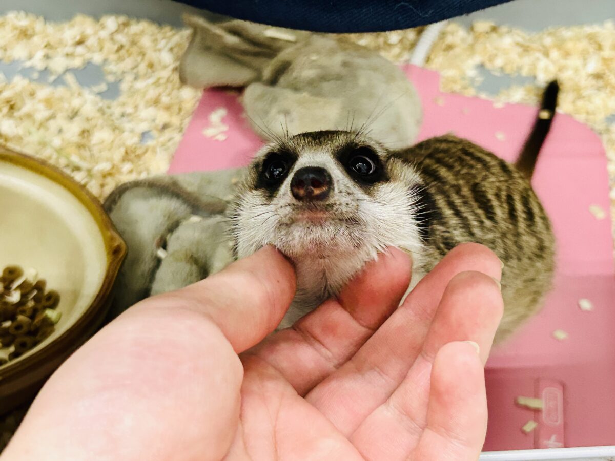 ミーアキャット