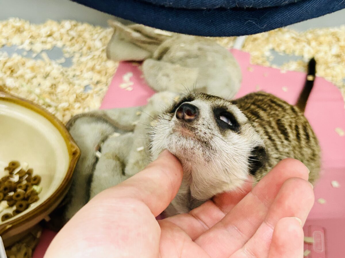 ミーアキャット