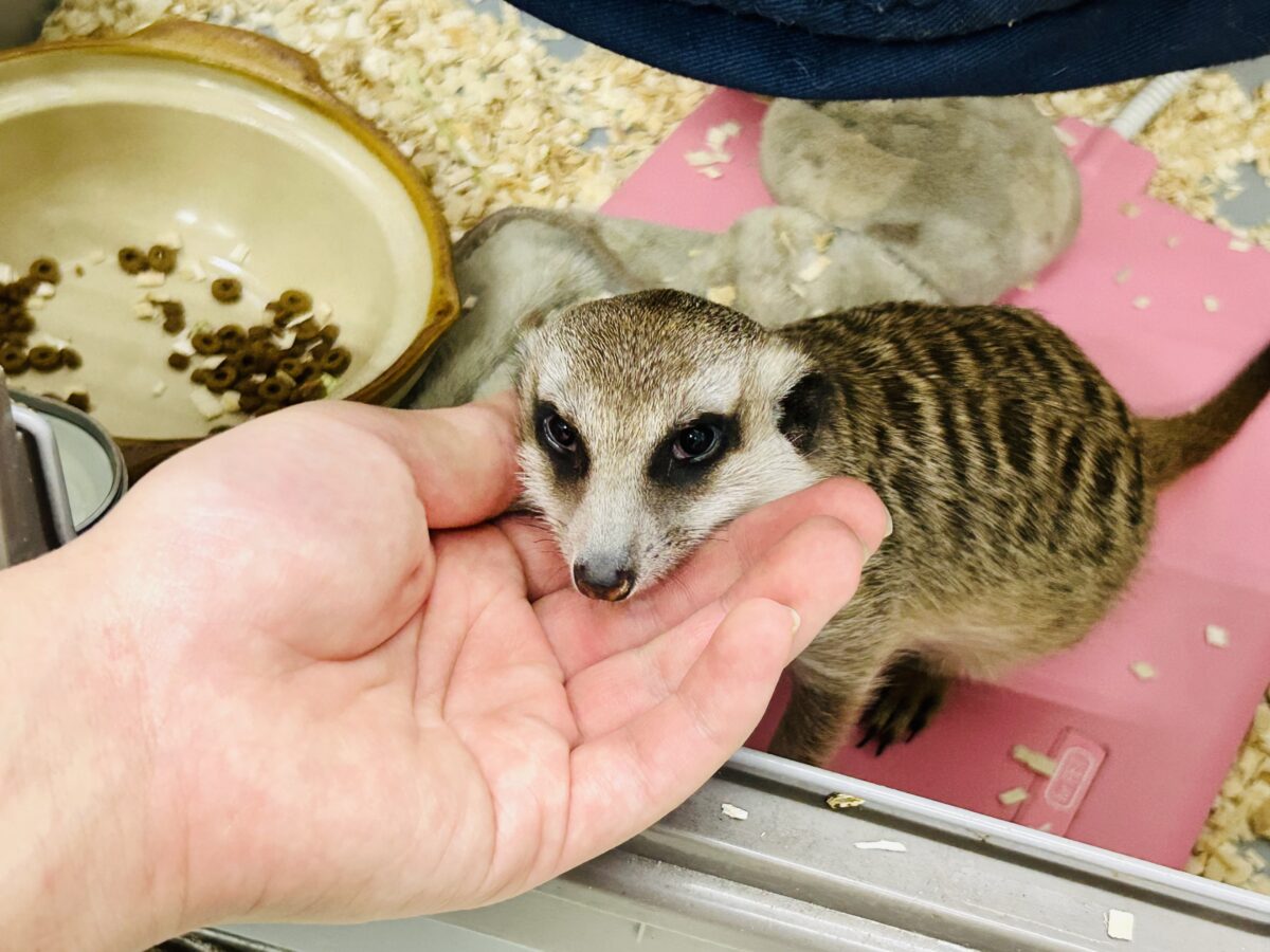 ミーアキャット