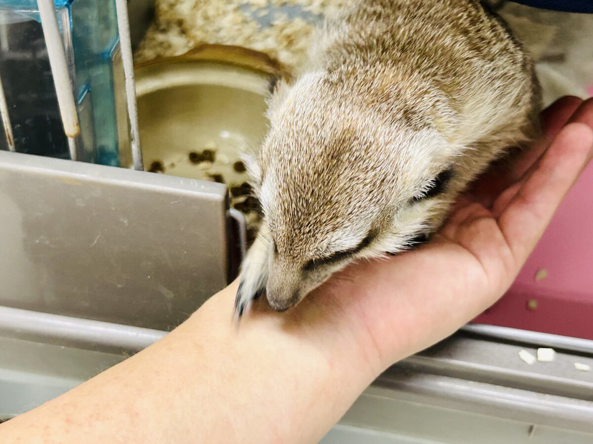 ミーアキャット