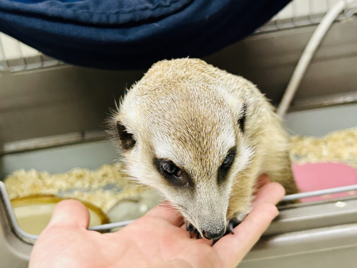 ミーアキャット