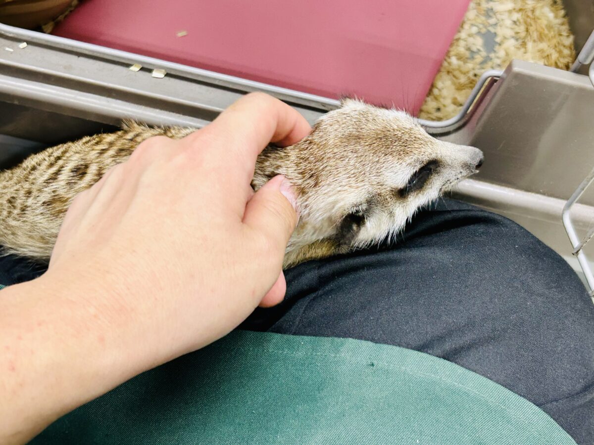 ミーアキャット