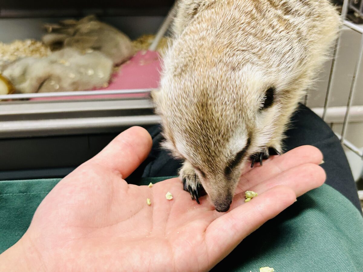 ミーアキャット