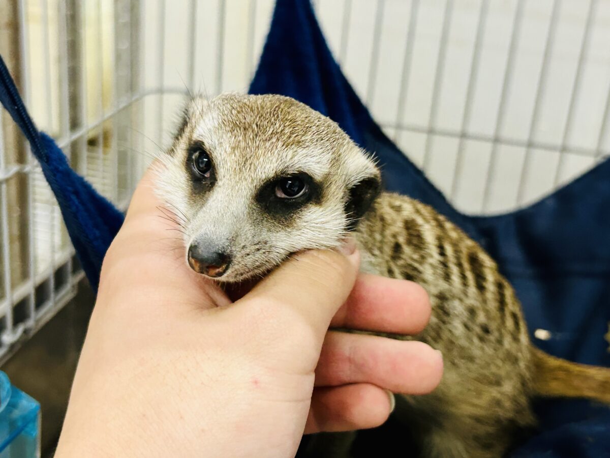 ミーアキャット