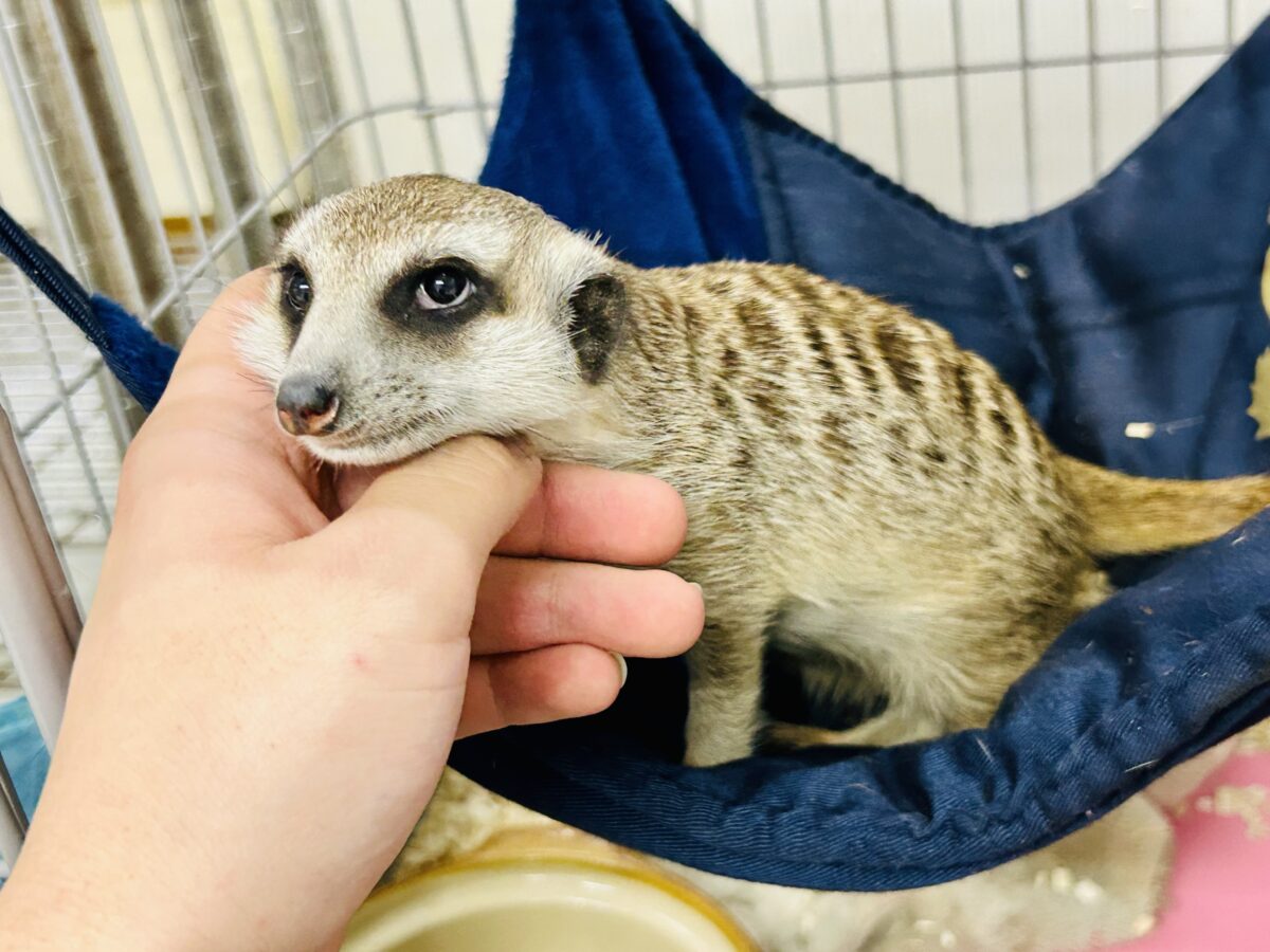 ミーアキャット