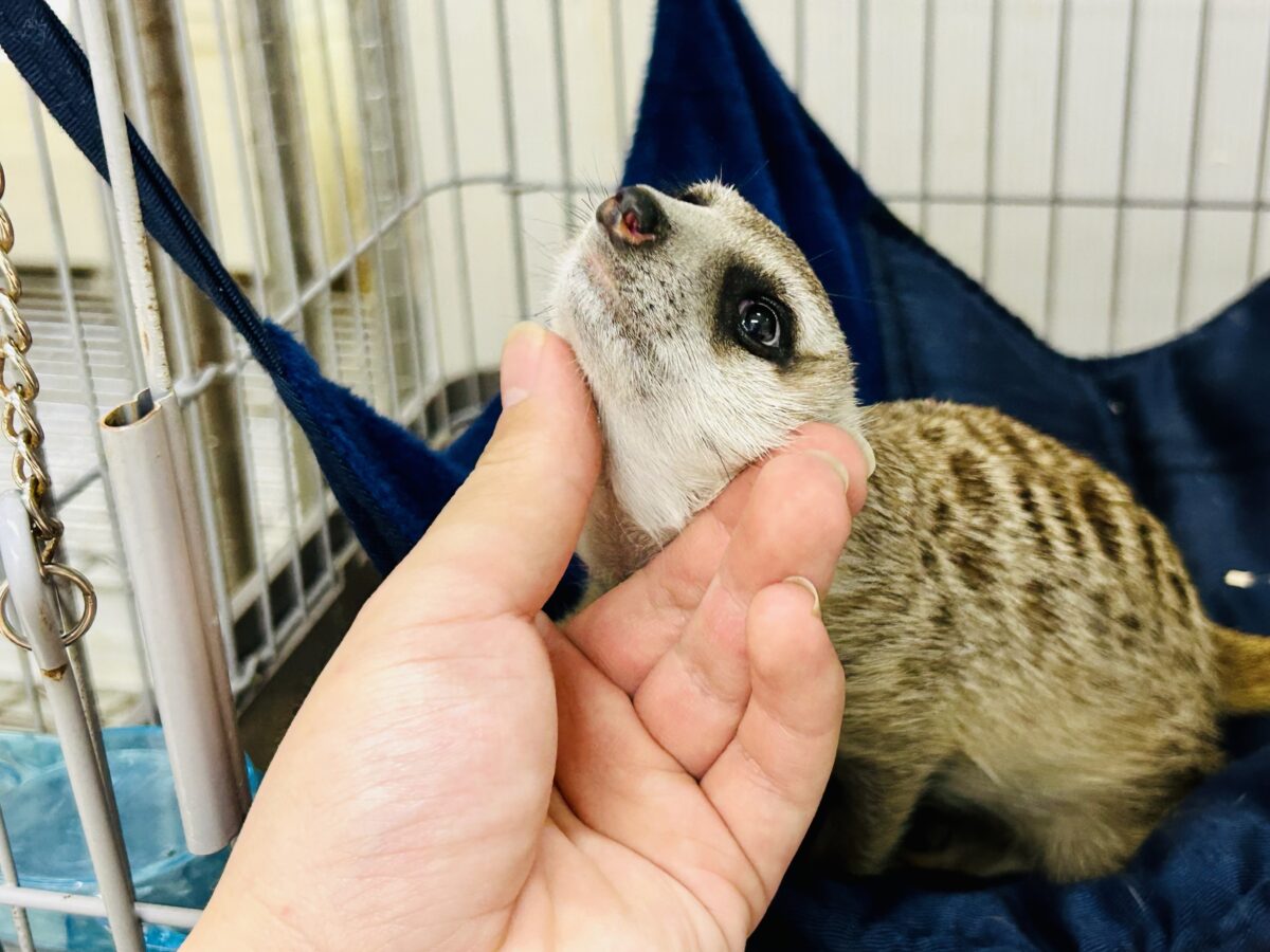 ミーアキャット
