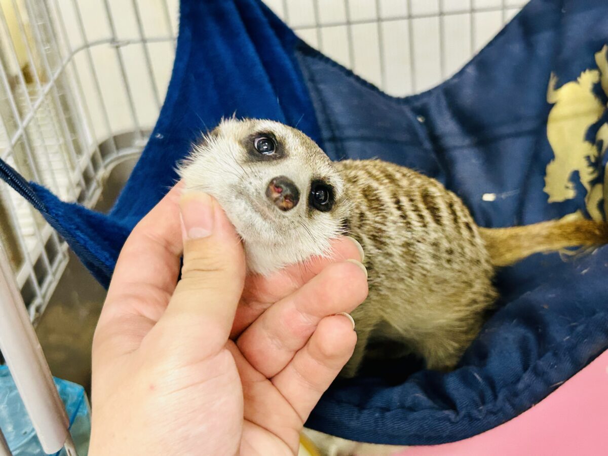 ミーアキャット