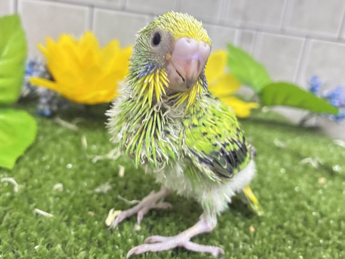 セキセイインコ