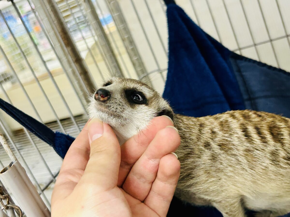 ミーアキャット